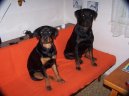 Photos: Rottweiler (Dog standard) (pictures, images)