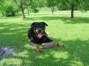 Photos: Rottweiler (Dog standard) (pictures, images)
