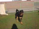 Photo: Rottweiler (Dog standard)