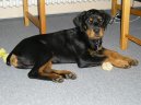 Photos: Rottweiler (Dog standard) (pictures, images)
