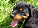 Photos: Rottweiler (Dog standard) (pictures, images)