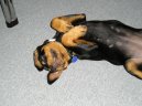 Photos: Rottweiler (Dog standard) (pictures, images)