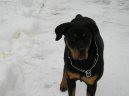 Photos: Rottweiler (Dog standard) (pictures, images)