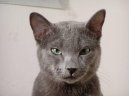 Photos: Russian blue (cat] (pictures, images)