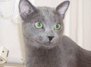 Photos: Russian blue (cat] (pictures, images)