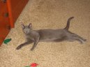 Photo: Russian blue (cat]