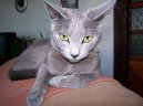 Photo: Russian blue (cat]