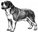 Photos: Saint Bernard (Dog standard) (pictures, images)