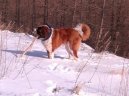 Photo: Saint Bernard (Dog standard)