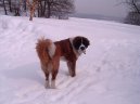 Photo: Saint Bernard (Dog standard)