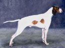 Photo: Saint germain pointer (Dog standard)