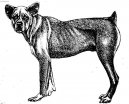 Photo: Saint miguel cattle dog (Dog standard)