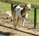 Photo: Saluki (Dog standard)