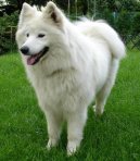 Photos: Samoyed (Dog standard) (pictures, images)