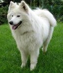 Photo: Samoyed (Dog standard)