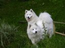 Photo: Samoyed (Dog standard)