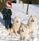 Photos: Samoyed (Dog standard) (pictures, images)