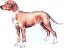 Photo: Scent hound (Dog standard)