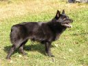 Photos: Schipperke (Dog standard) (pictures, images)
