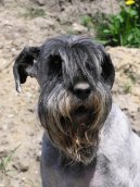 Photo: Schnauzer (Dog standard)