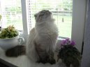 Photo: Scottish fold (cat)