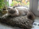 Photo: Scottish fold (cat)