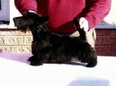 Photo: Scottish terrier (Dog standard)