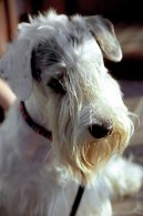 Photo: Sealyham terrier (Dog standard)