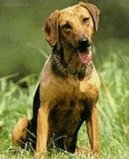 Photo: Serbian hound (Dog standard)