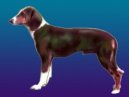 Photo: Serbian tricolour hound (Dog standard)