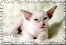 Photo: Seychellois (Cat)