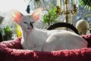 Photo: Seychellois (Cat)