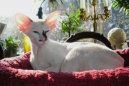 Photos: Seychellois (Cat) (pictures, images)