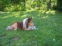 Photo: Shetland sheepdog (Dog standard)