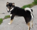 Photo: Shiba inu (Dog standard)