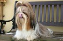 Photos: Shih tzu (Dog standard) (pictures, images)