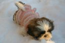 Photos: Shih tzu (Dog standard) (pictures, images)