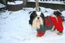 Photos: Shih tzu (Dog standard) (pictures, images)