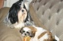 Photos: Shih tzu (Dog standard) (pictures, images)