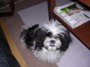 Photos: Shih tzu (Dog standard) (pictures, images)