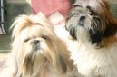 Photo: Shih tzu (Dog standard)