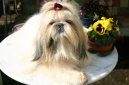 Photo: Shih tzu (Dog standard)