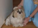 Photo: Shih tzu (Dog standard)