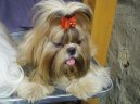 Photo: Shih tzu (Dog standard)