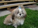 Photos: Shih tzu (Dog standard) (pictures, images)