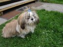 Photos: Shih tzu (Dog standard) (pictures, images)