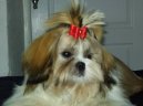 Photos: Shih tzu (Dog standard) (pictures, images)