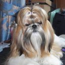 Photos: Shih tzu (Dog standard) (pictures, images)