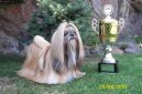 Photos: Shih tzu (Dog standard) (pictures, images)