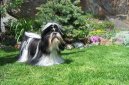 Photos: Shih tzu (Dog standard) (pictures, images)